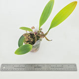 Bulbophyllum patens
