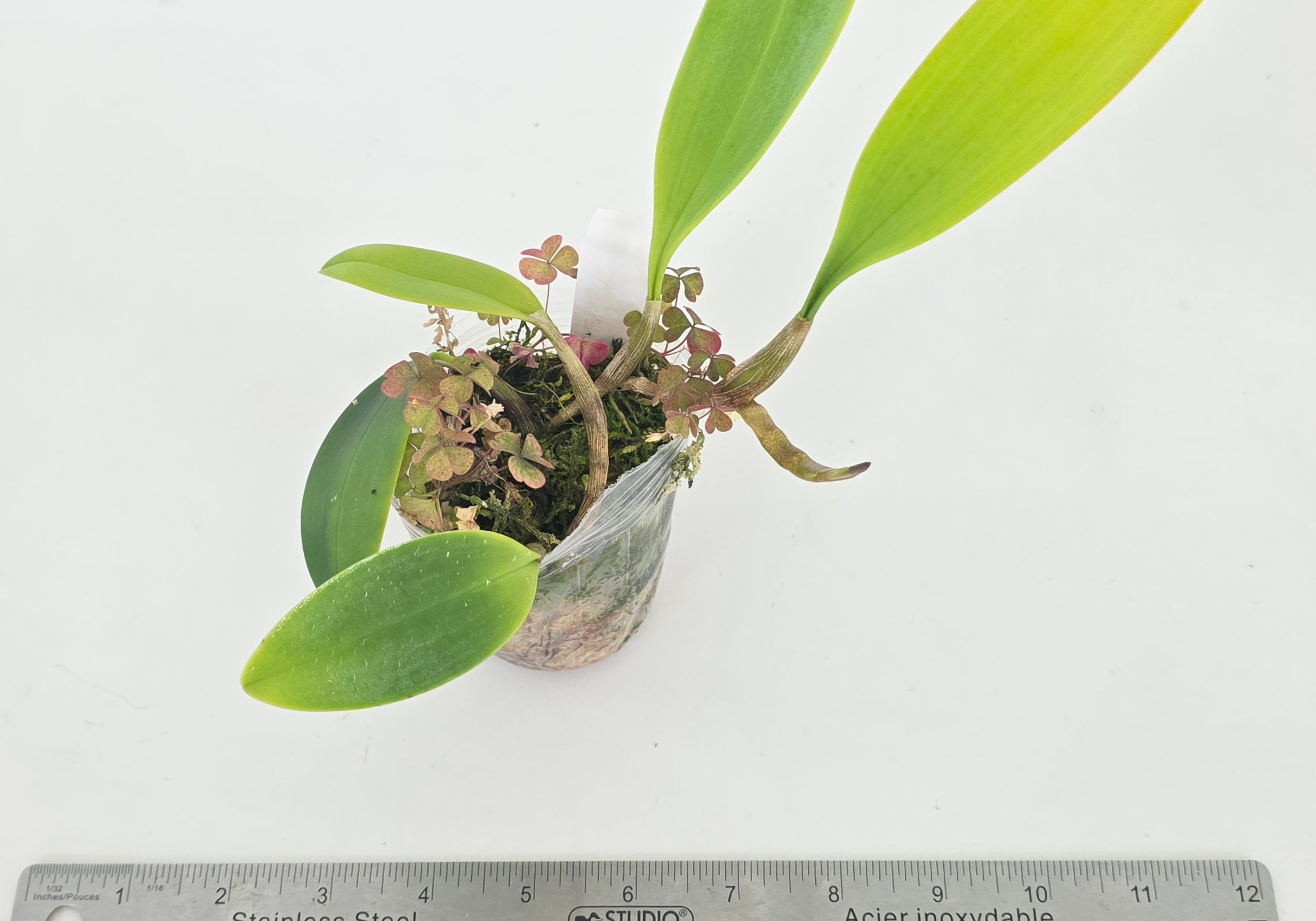 Bulbophyllum patens