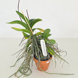 Doritis pulcherrima var. champorensis x sib (XL plant with 2 Keikis)