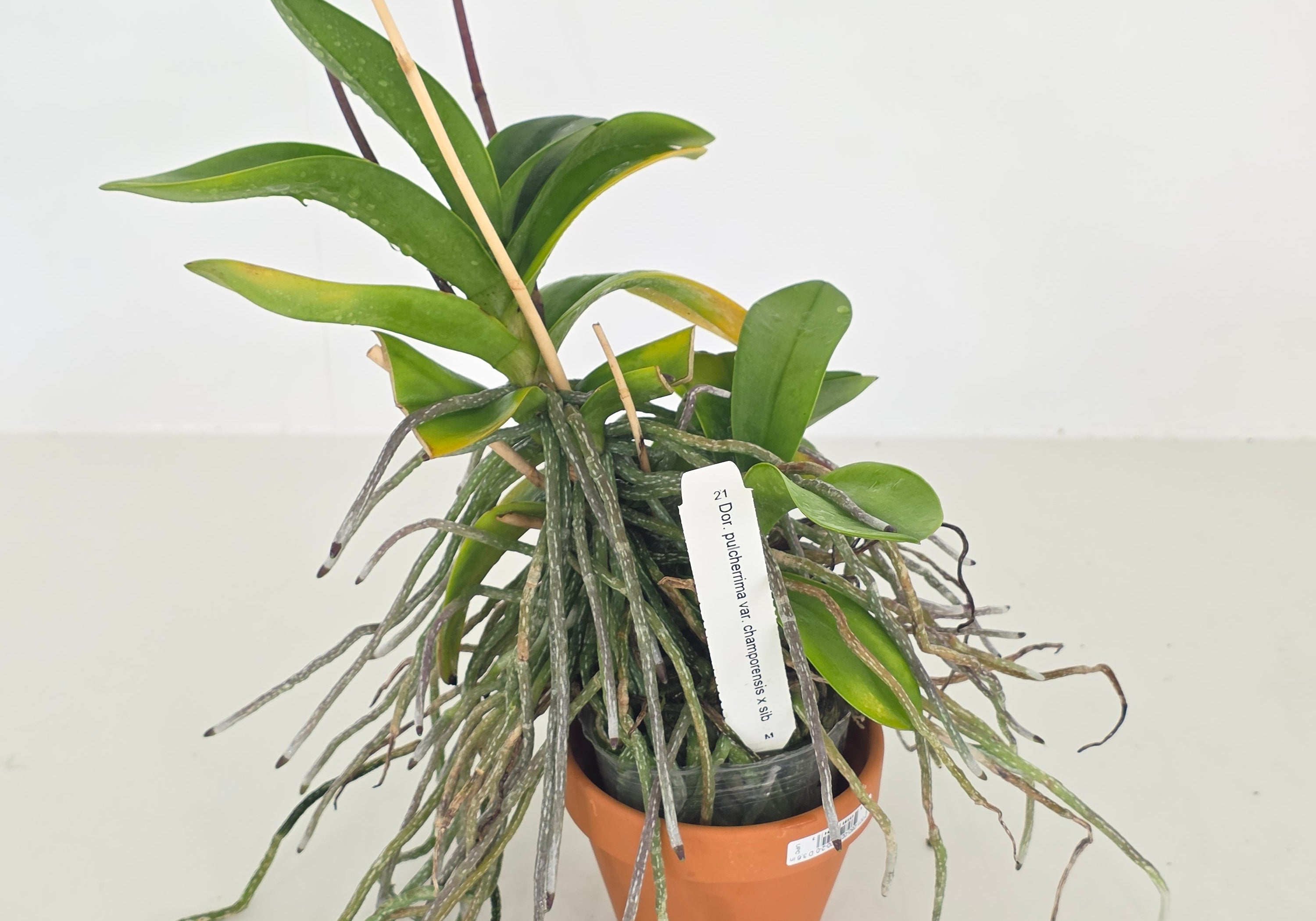 Doritis pulcherrima var. champorensis x sib (XL plant with 2 Keikis)