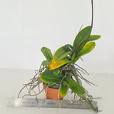 Doritis pulcherrima var. champorensis x sib (XL plant with 2 Keikis)