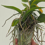 Doritis pulcherrima var. champorensis x sib (XL plant with 2 Keikis)