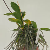 Doritis pulcherrima var. champorensis x sib (XL plant with 2 Keikis)