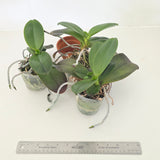 Phal. Mainshow Impression