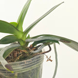 Phal. Mainshow Impression