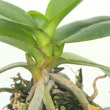Phal. Mainshow Impression