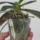 Phal. Mainshow Impression