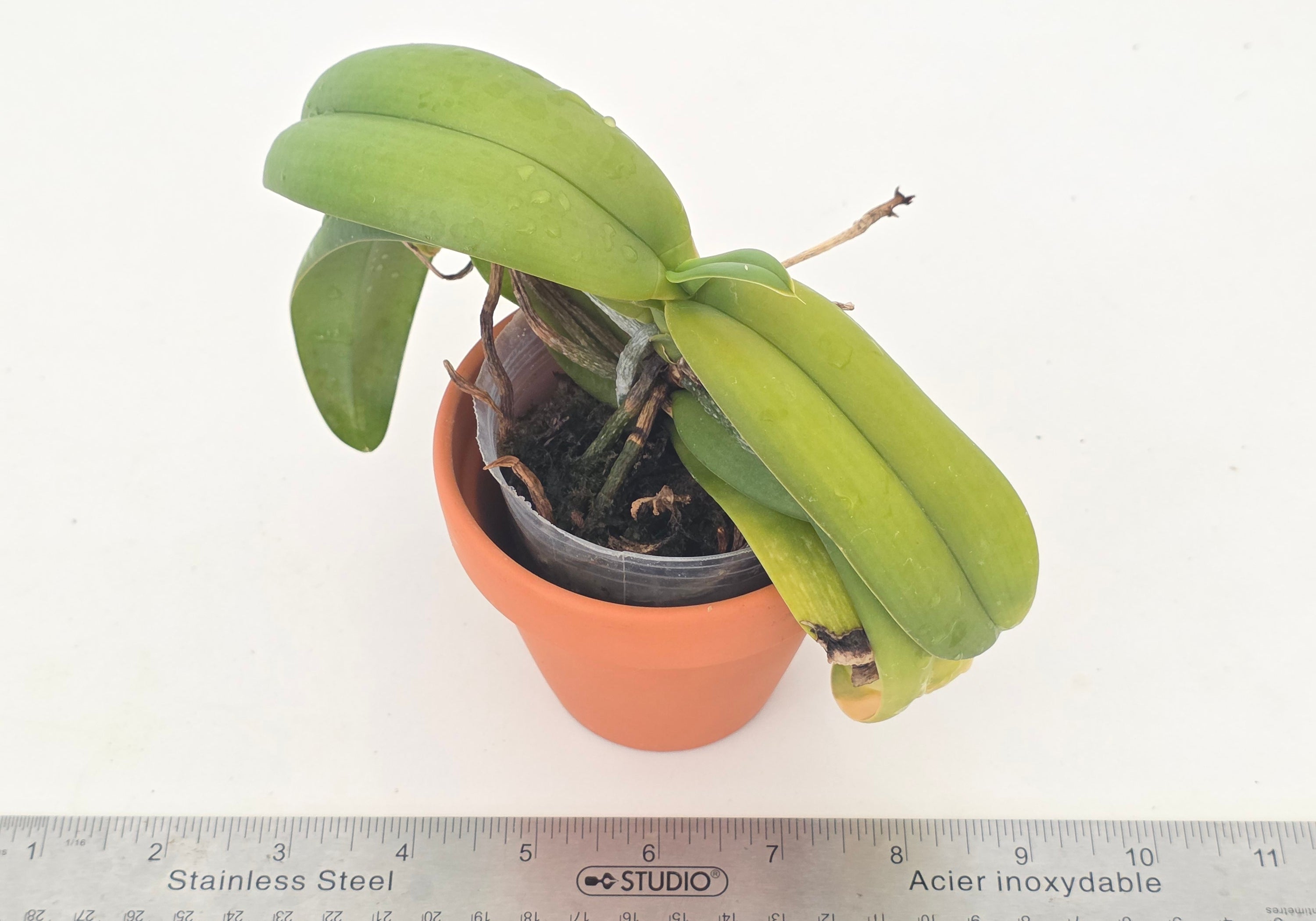 Phalaenopsis kapuasensis