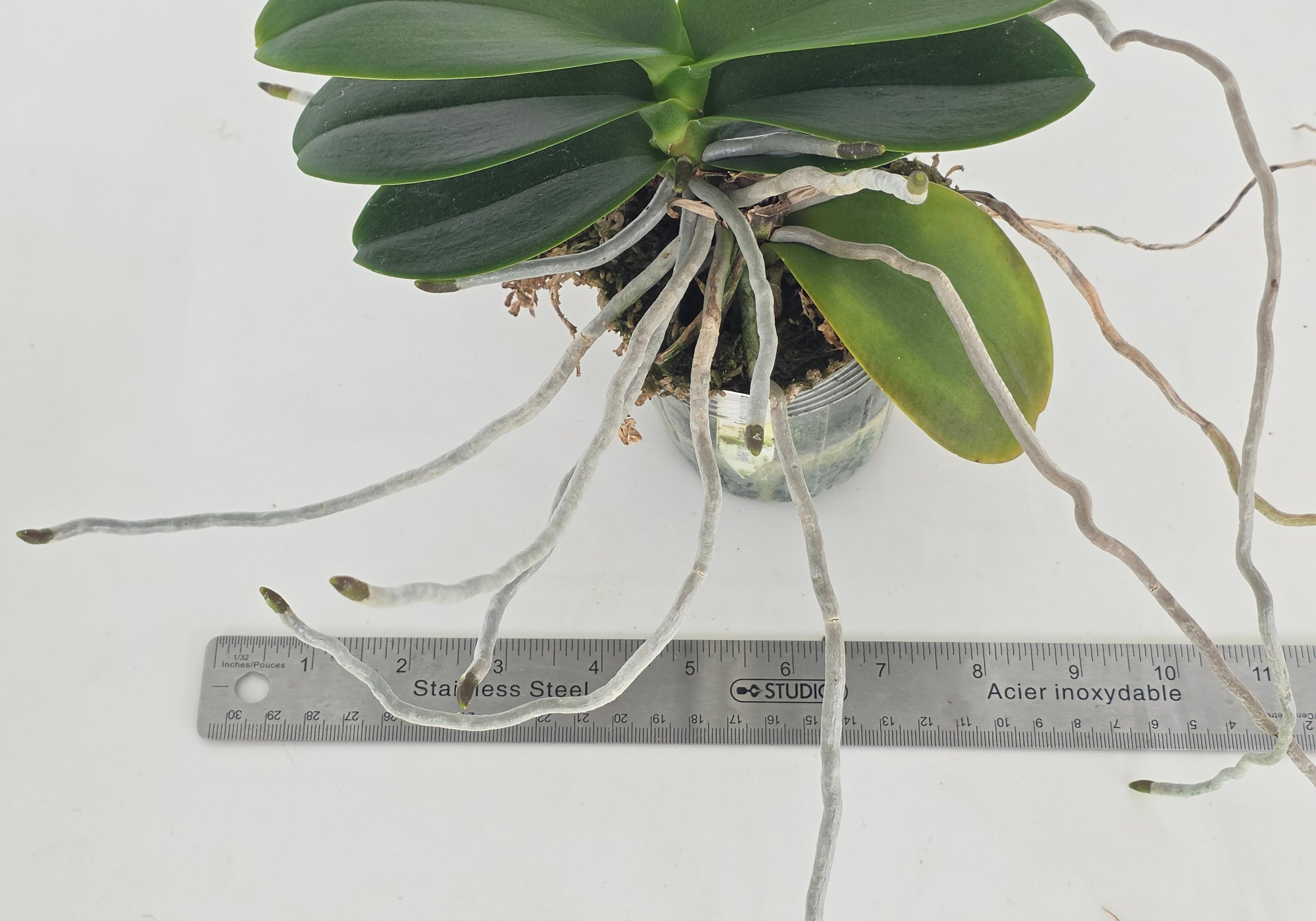Phal. Haur Jih Fancy 'Taida Red Jewel'