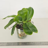 Phal. Yaphon Love Song 'MY#2' (XL plant with 2 Keikis)