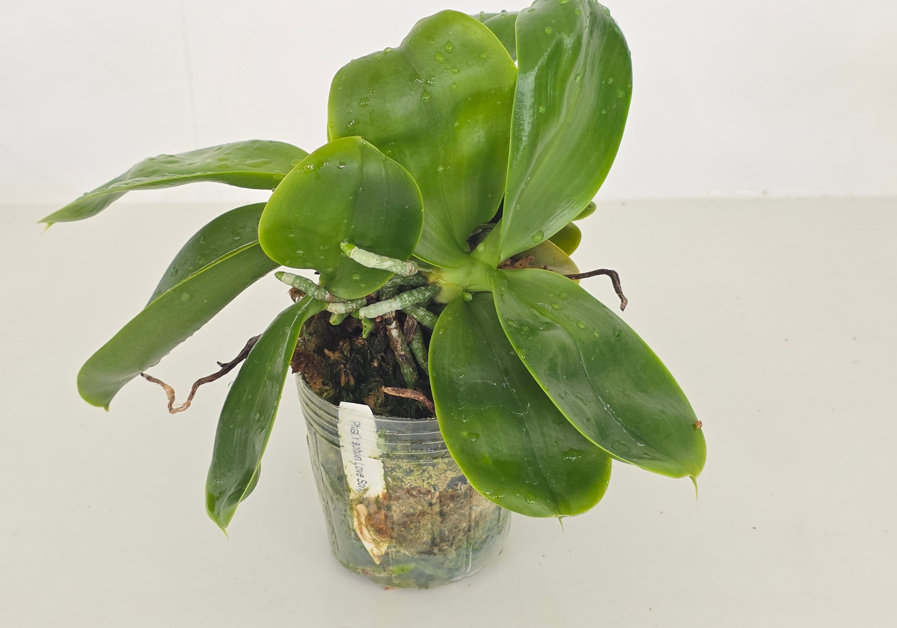 Phal. Yaphon Love Song 'MY#2' (XL plant with 2 Keikis)