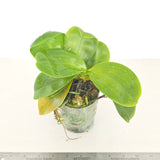 Phal. Yaphon Love Song 'MY#2' (XL plant with 2 Keikis)