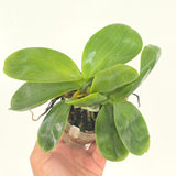 Phal. Yaphon Love Song 'MY#2' (XL plant with 2 Keikis)