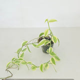 Vanilla somae, variegated