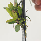 Cattleya brevipedunculata