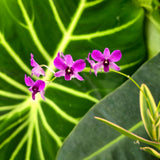Dendrobium Burana Pink 'Variegated'