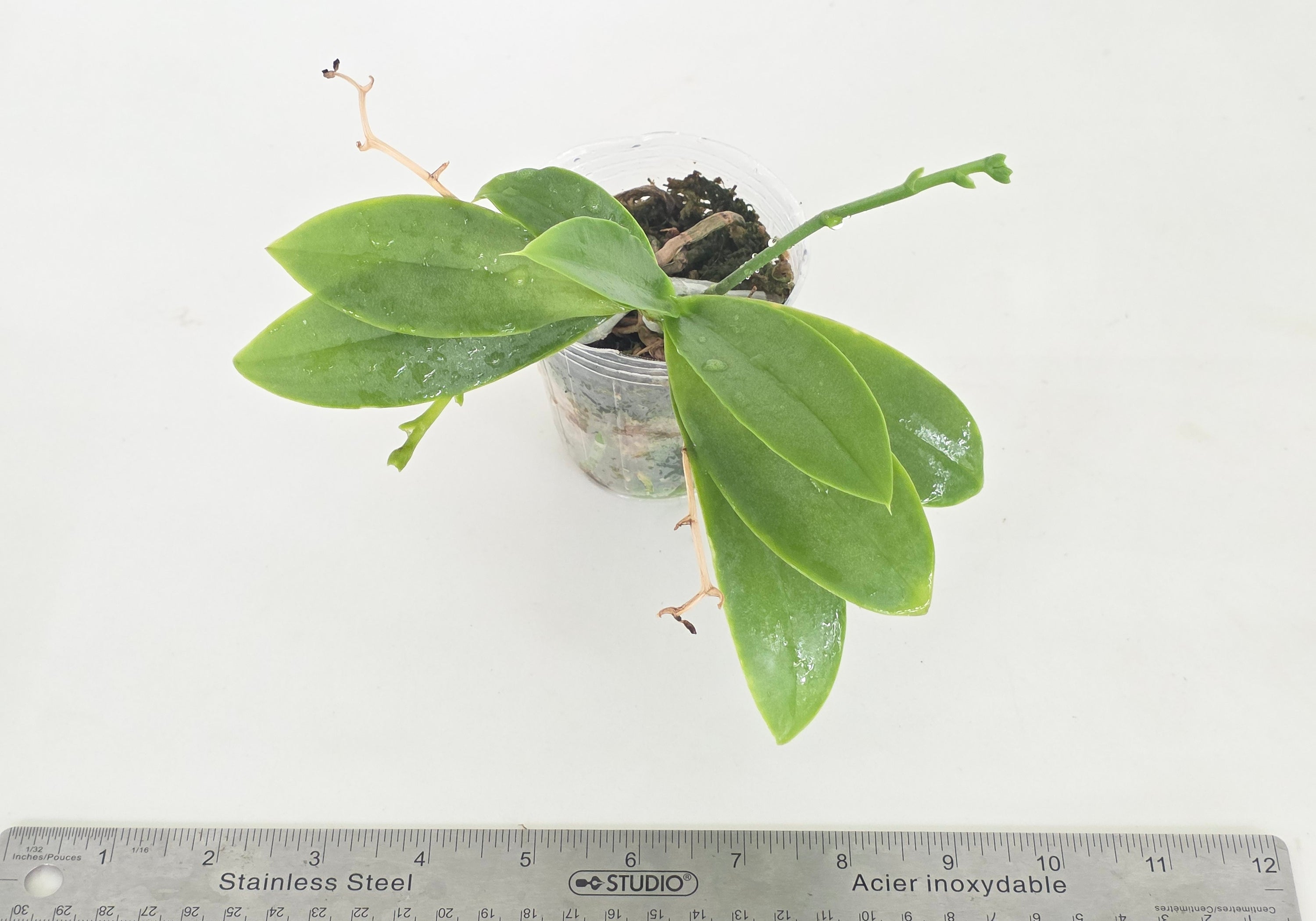 Phal Joy Fairy Tale