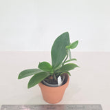 Phal. Yellow Chocolate