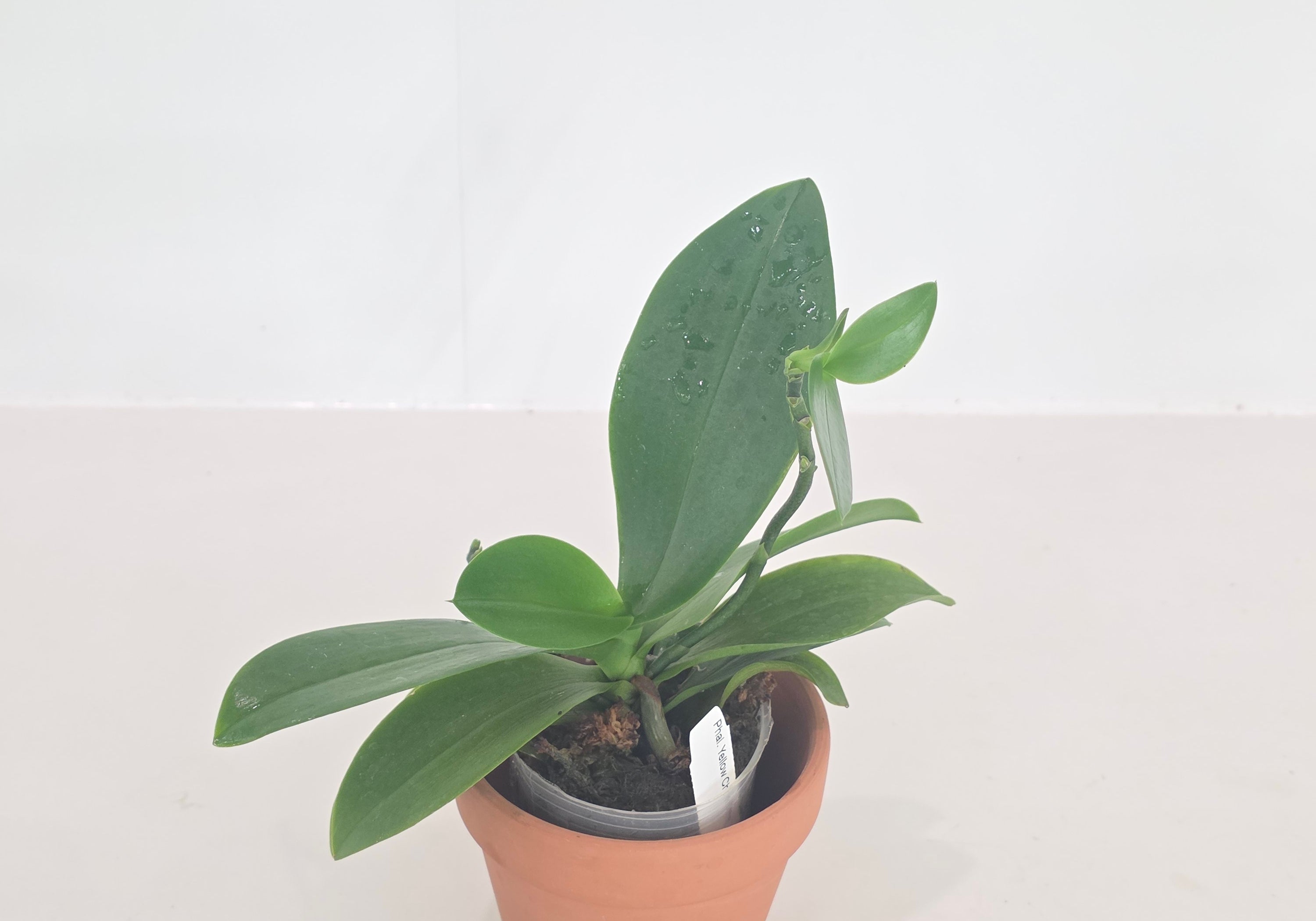 Phal. Yellow Chocolate