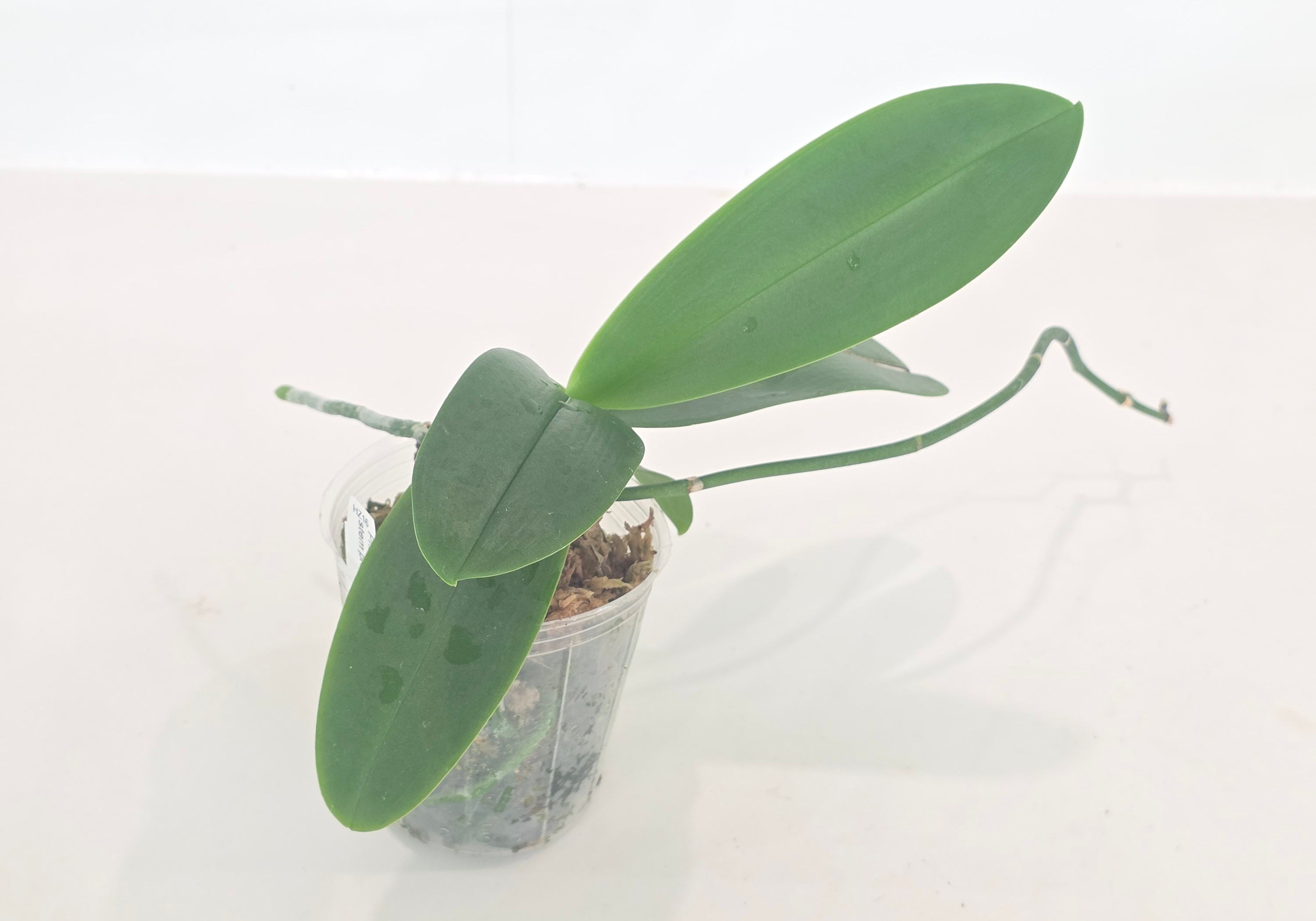 Phal. Princess Sakura 'Splendid'