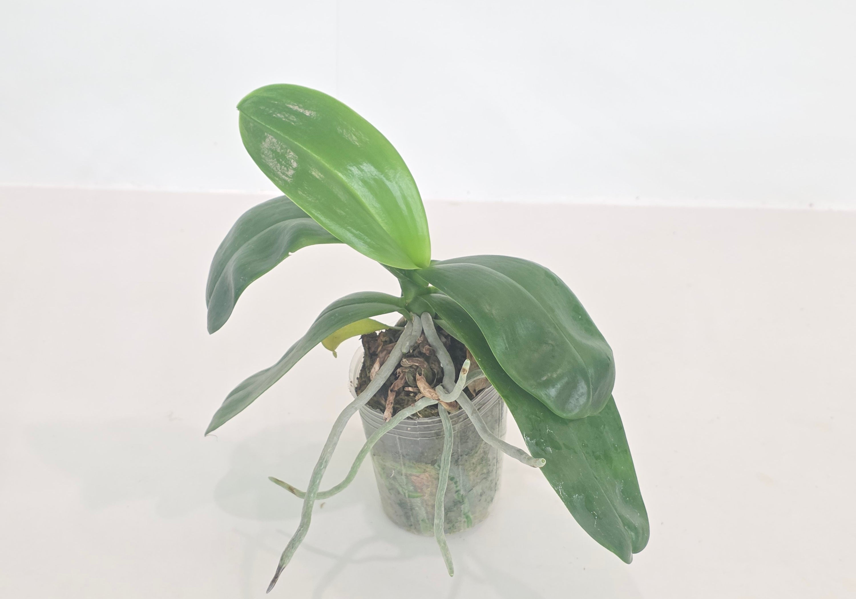 Phal. Bright Peacock ‘Black & White Chocolate’