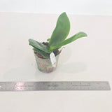 Phal. KS Samera 'Shooting Star' x violacea 'Thick'