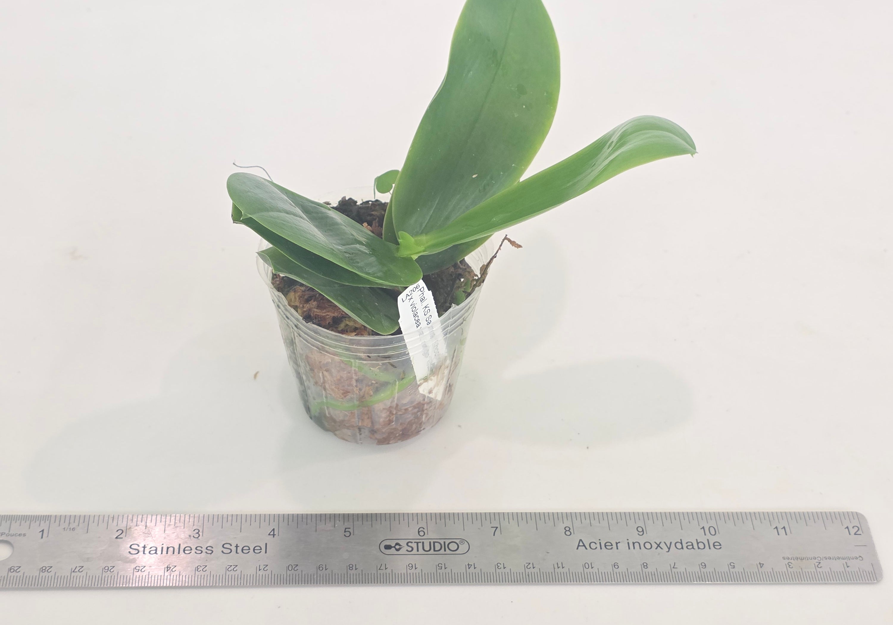 Phal. KS Samera 'Shooting Star' x violacea 'Thick'