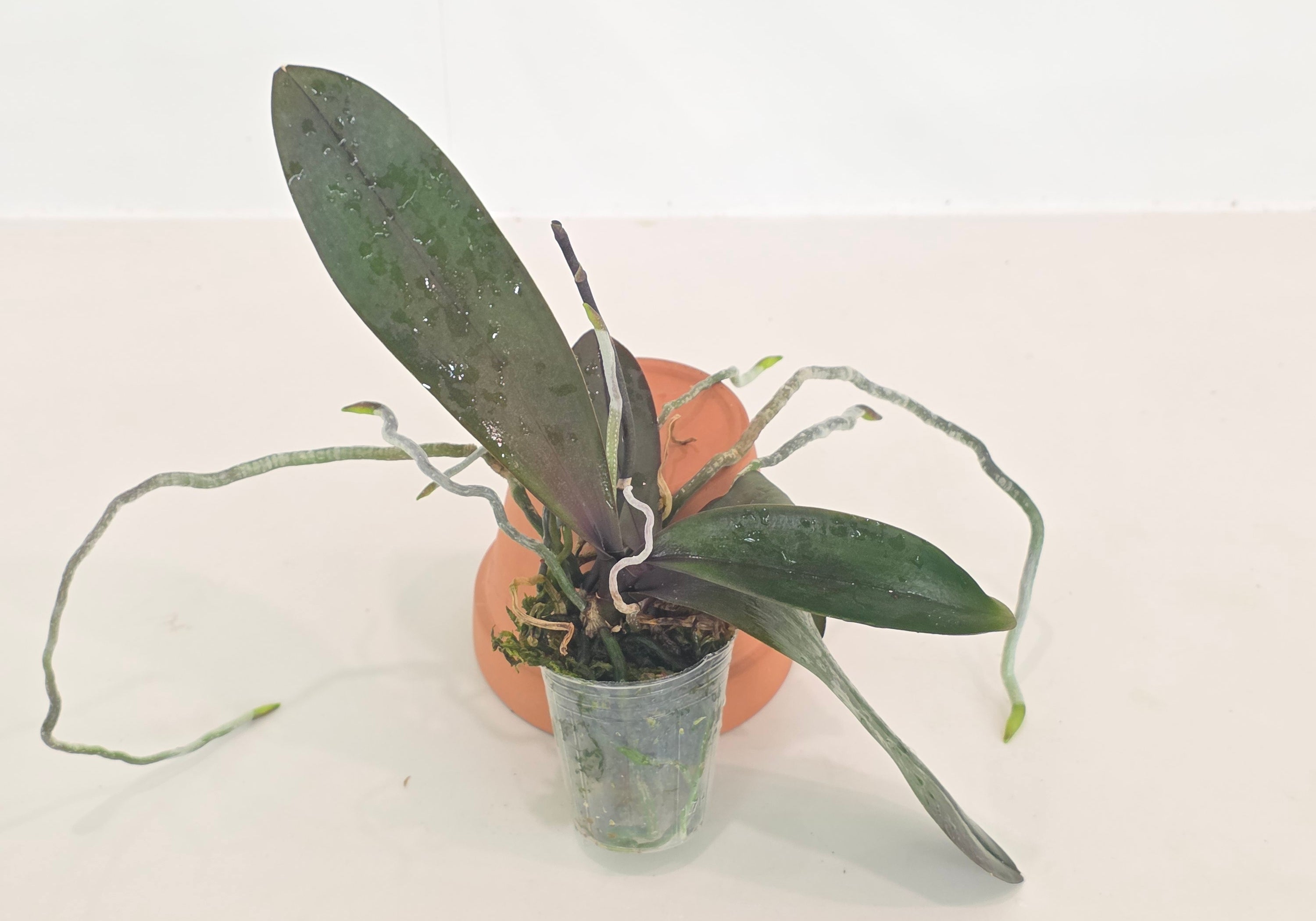 Phal Joy Angel Voice 'Angel Voice' x lueddemanniana