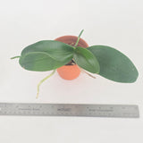 Phal. Lioulin Sparrow Cat