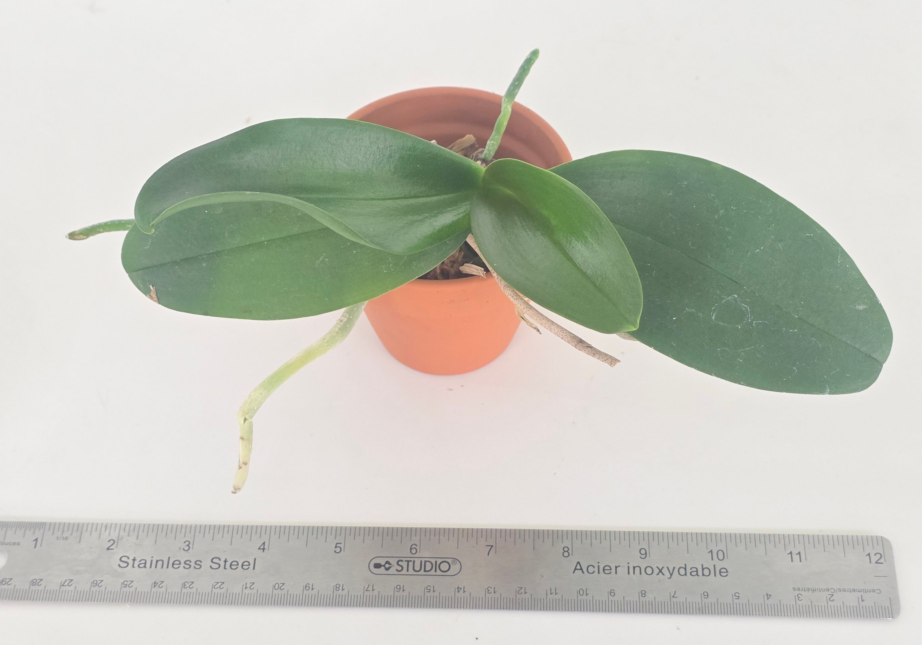 Phal. Lioulin Sparrow Cat