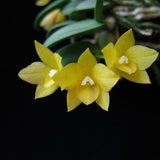 Cattleya cernua f. aurea