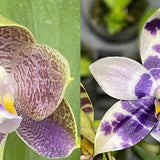 Phal. Yang's Double Diamond x LL Blue Magpie (MYW08)