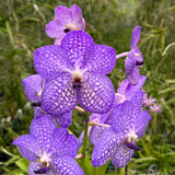 Vanda Wendy Valis
