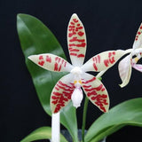 Phal. sumatrana x sib