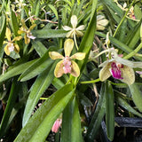 Vandachostylis Wesley Painter