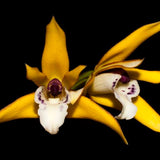 Maxillaria chrysantha