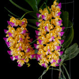 Aerides houlletiana 'Attorney'