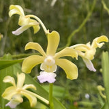 Vanda Vann Thomson (V. vietnamica x Vanda ustii)