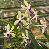 Vanda Crystal Freeman