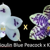 Phalaenopsis Lioulin Blue Peacock x KS Ludde