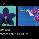 Phal. Yaphon Pool x CX Violet