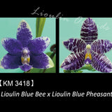 Phal. Lioulin Blue Bee x Lioulin Blue Pheasant