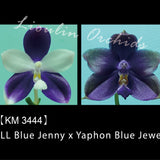 Phal. LL Blue Jenny x Yaphon Blue Jewel