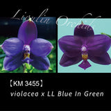 Phal. violacea x LL Blue In Green