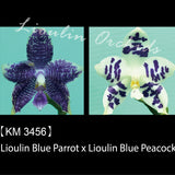 Phal. Lioulin Blue Parrot x Lioulin Blue Peacock