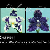 Phal. Lioulin Blue Peacock x Lioulin Blue Parrot