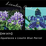 Phal. Equalacea x Lioulin Blue Parrot