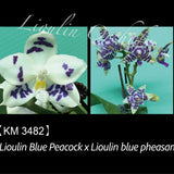 Phal. Lioulin Blue Peacock x Lioulin blue pheasant