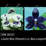 Phal. Lioulin Blue Peacock x LL Blue Leopard (3512)