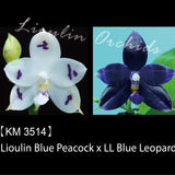 Phal. Lioulin Blue Peacock x LL Blue Leopard (3514)